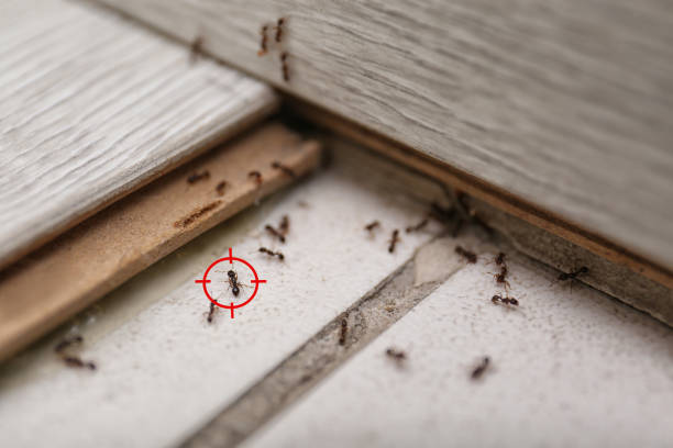 Trusted Ravenna, MI Pest Control Experts